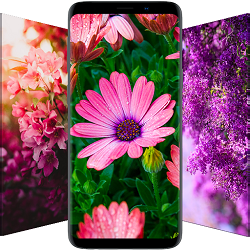 Flower Wallpapers images de fleurs colorées