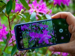 applications gratuites pour reconnaître les fleurs et les plantes