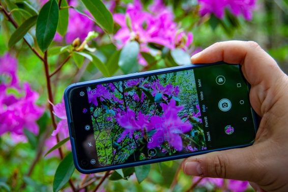 applications gratuites pour reconnaître les fleurs et les plantes